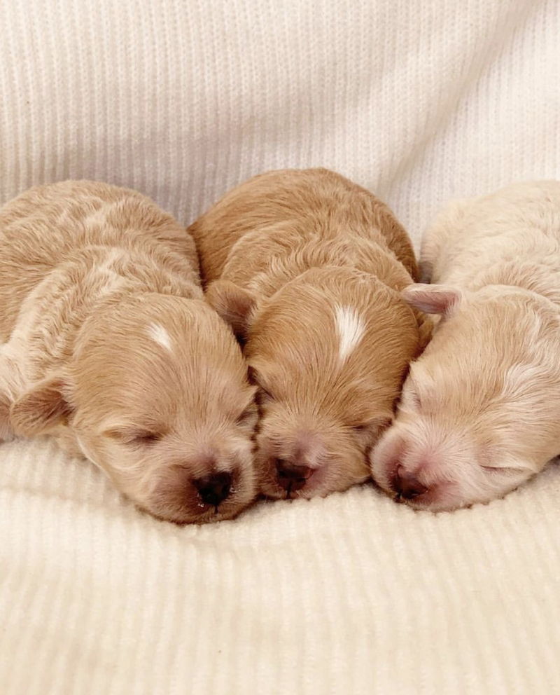 Newborn05