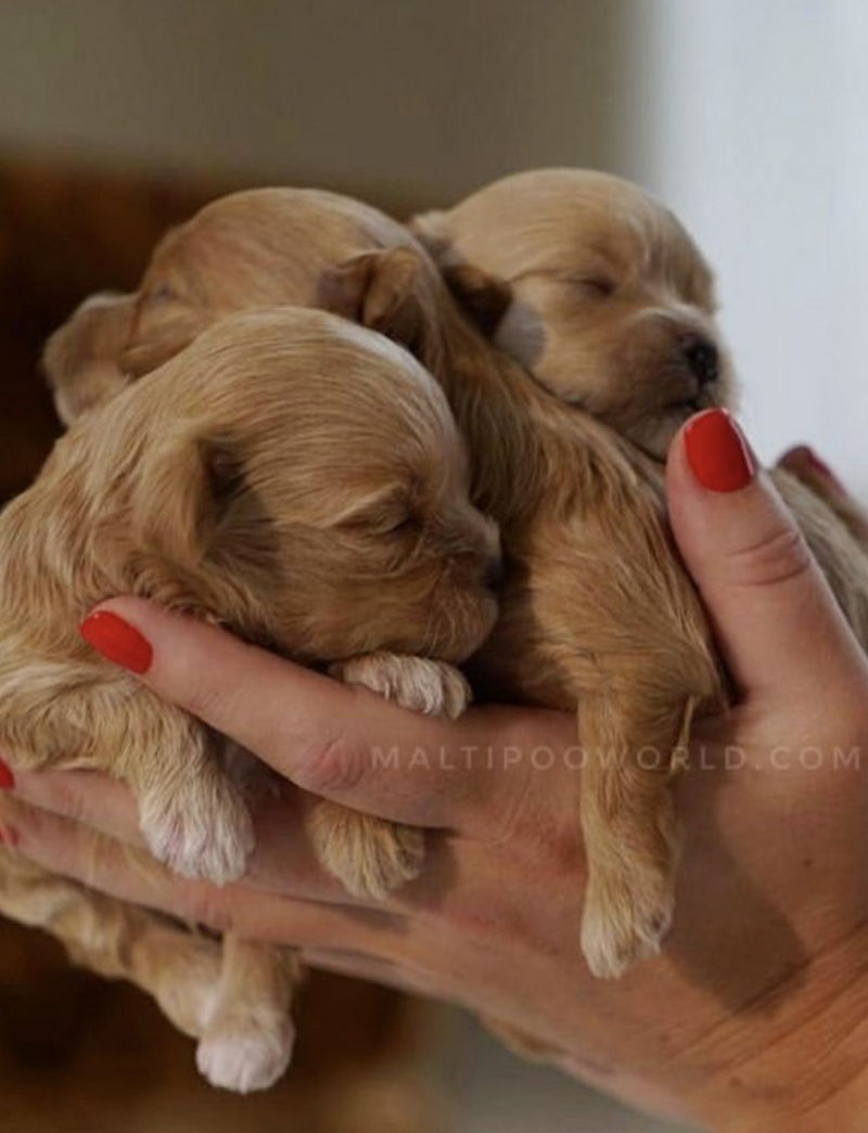 Newborn11