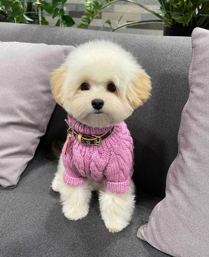Maltipoo01