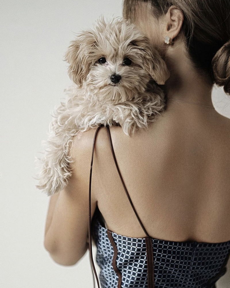 Maltipoo05