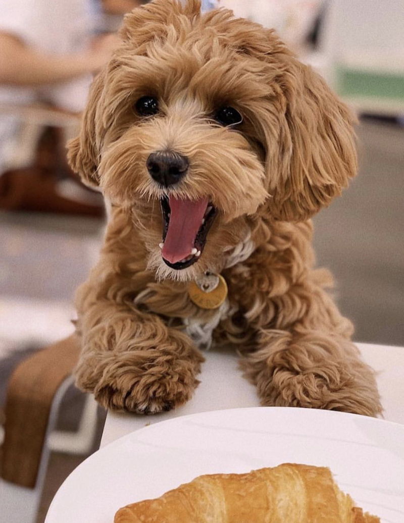 Maltipoo06