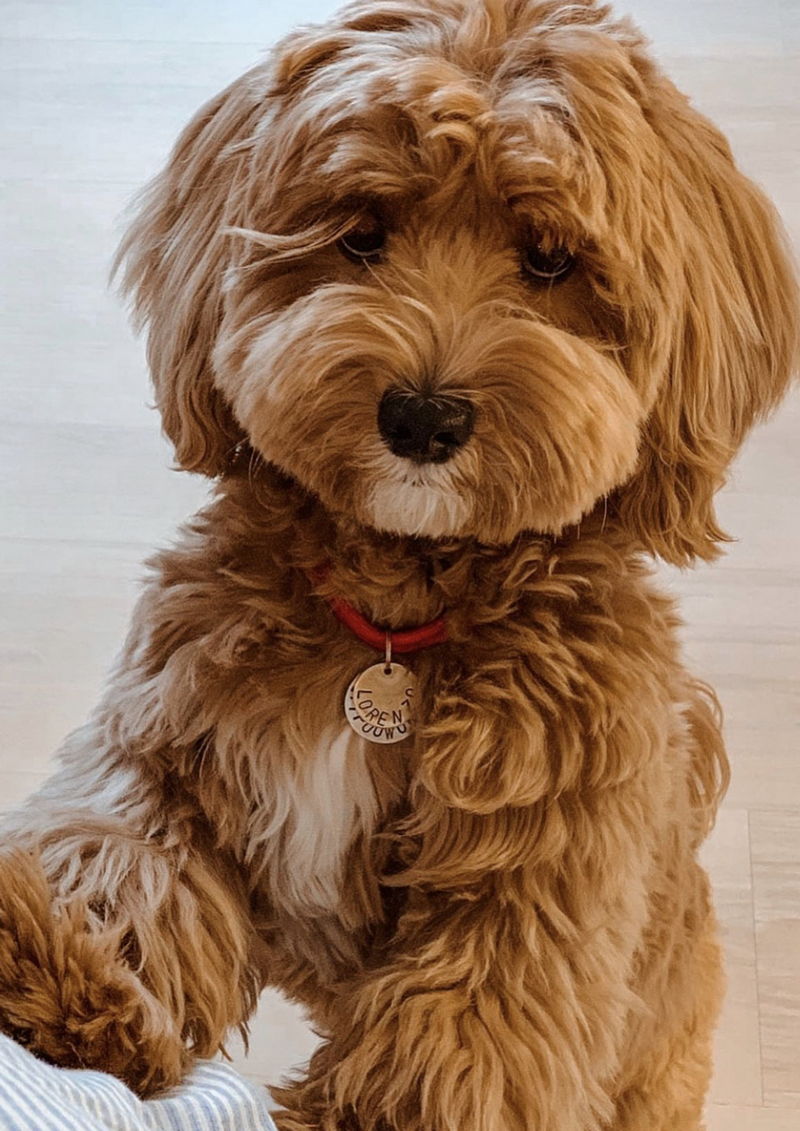 Maltipoo07