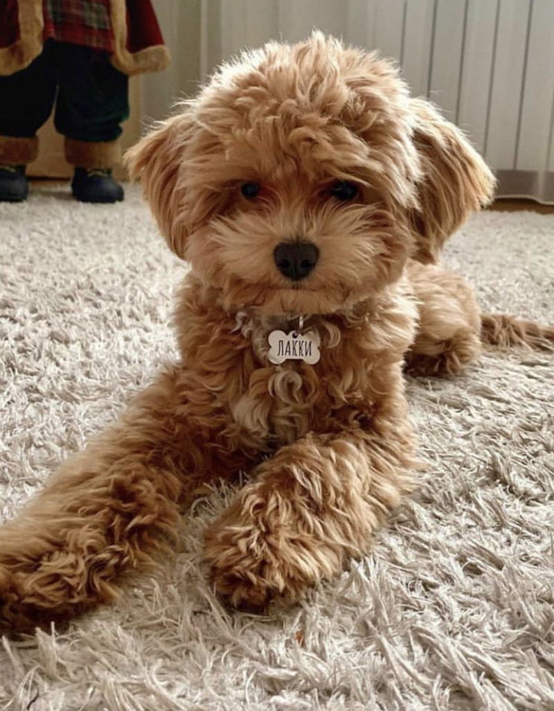 Maltipoo08