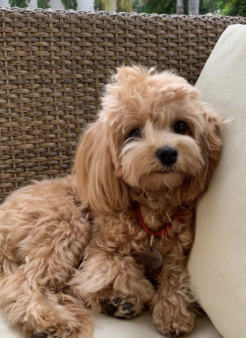 Maltipoo09