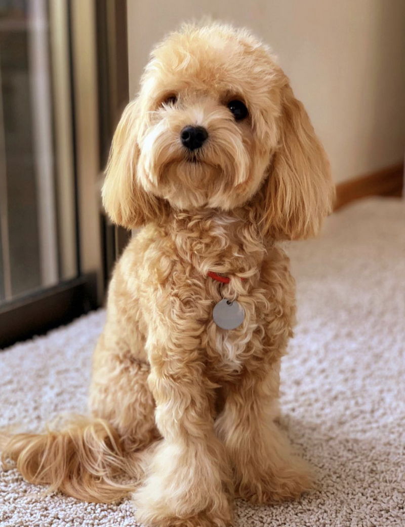 Maltipoo10