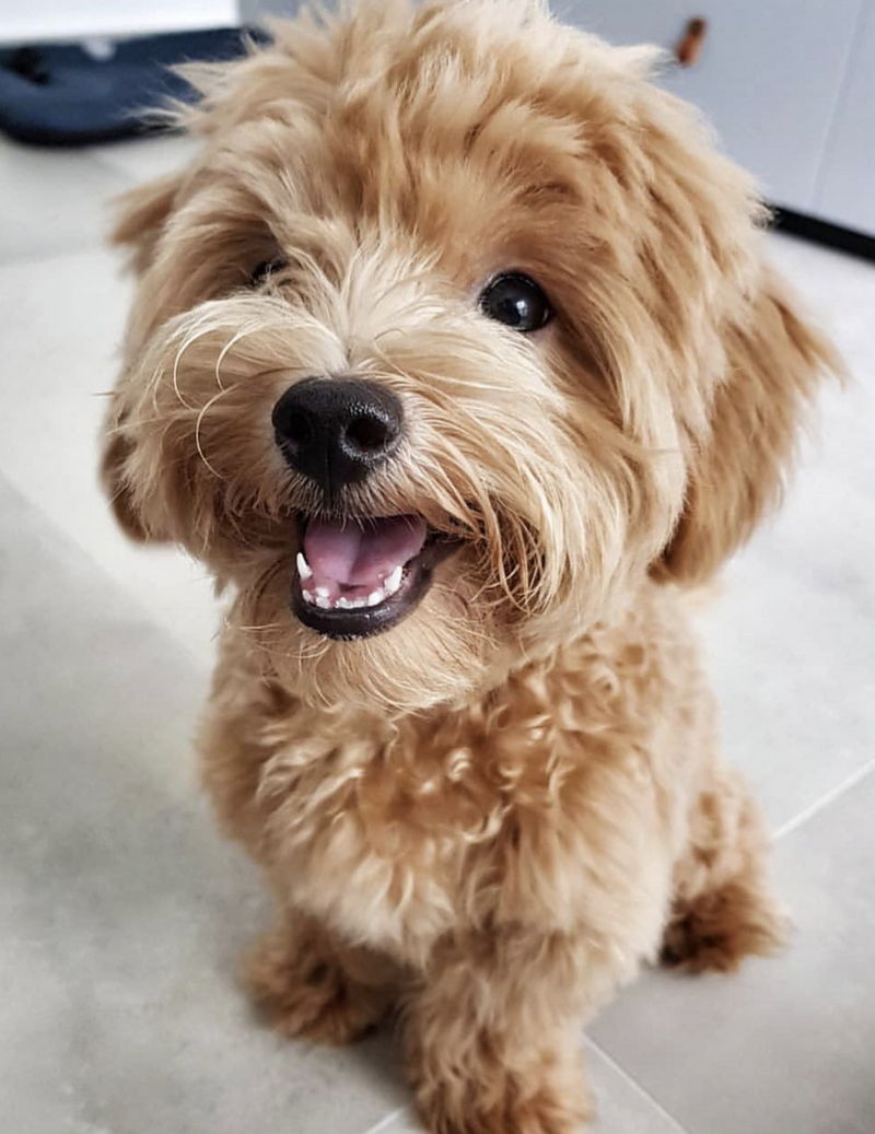 Maltipoo11