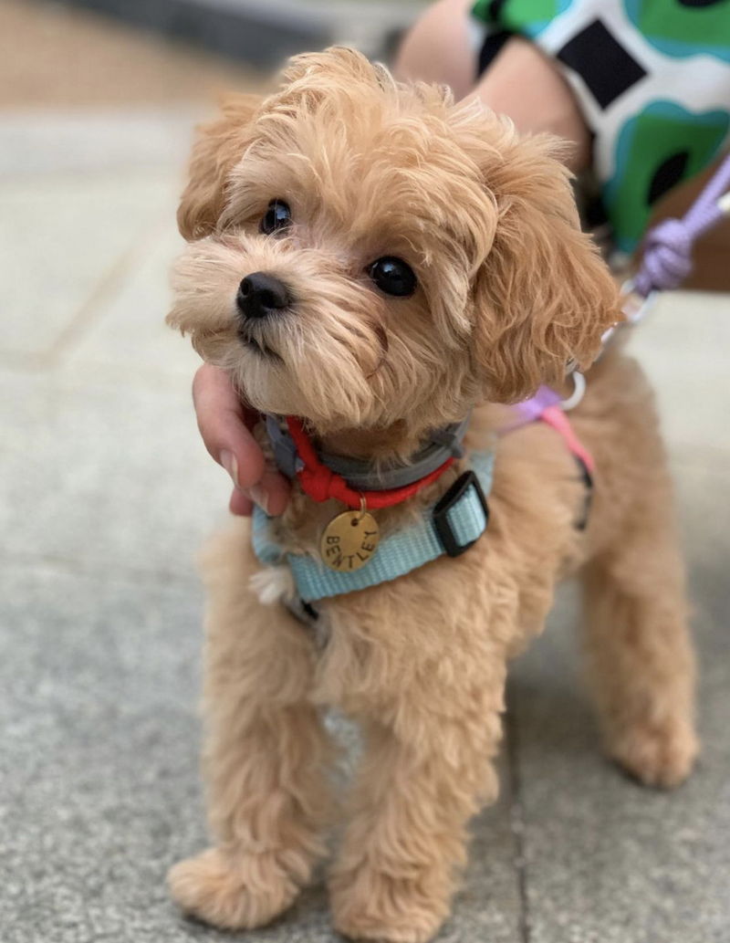 Maltipoo12