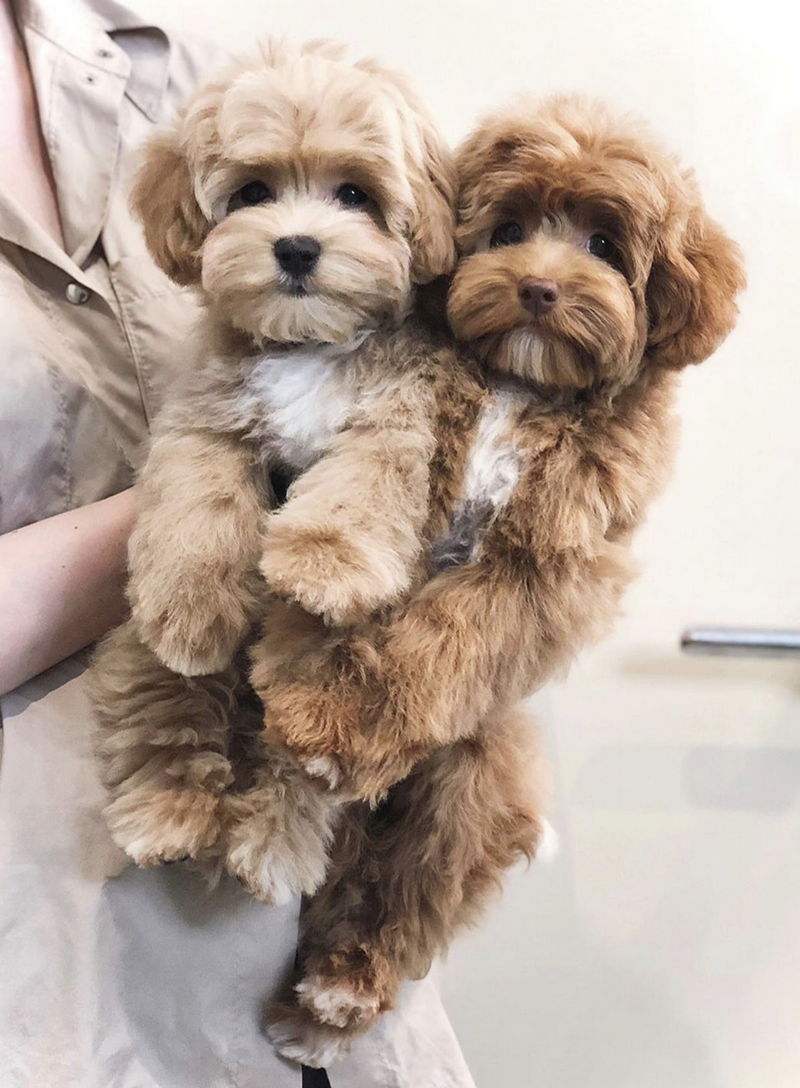 Maltipoo13