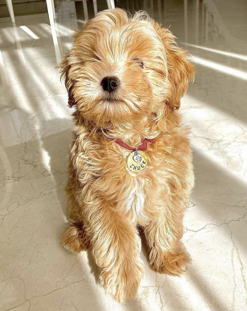 Maltipoo14