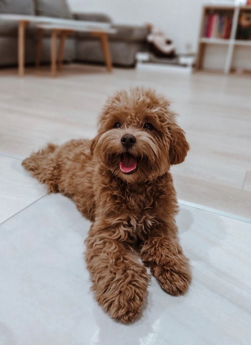 Maltipoo17