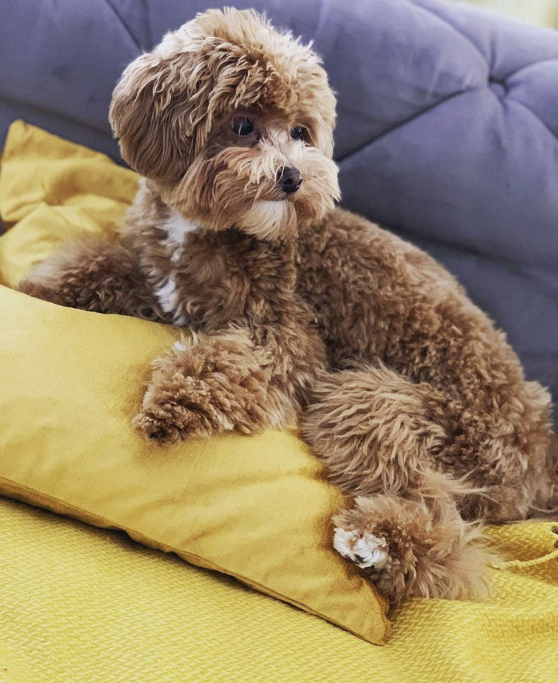 Maltipoo19