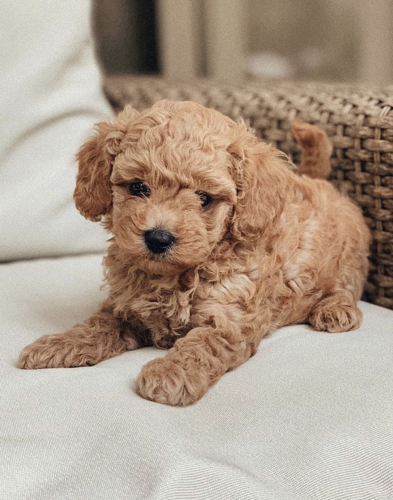 Maltipoo20