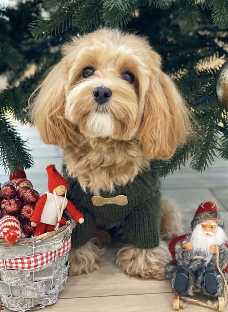 Maltipoo22