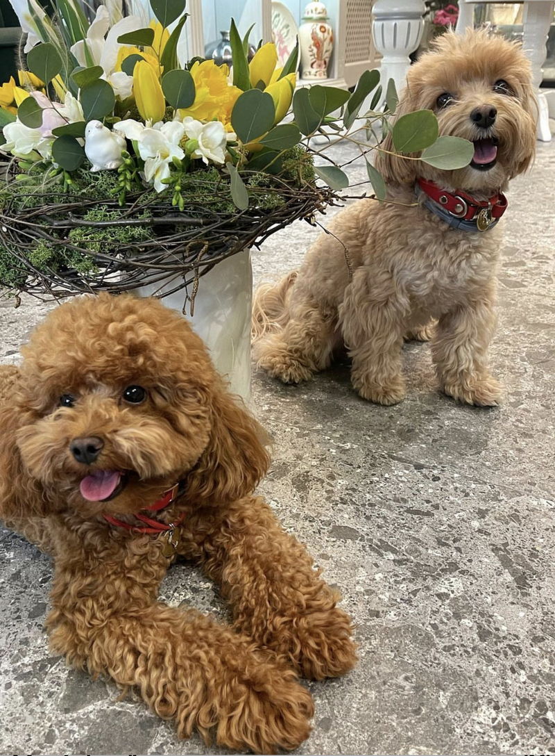 Maltipoo23