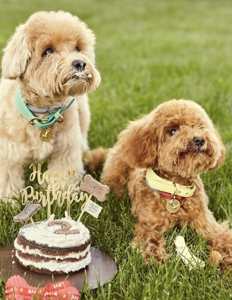 Maltipoo24