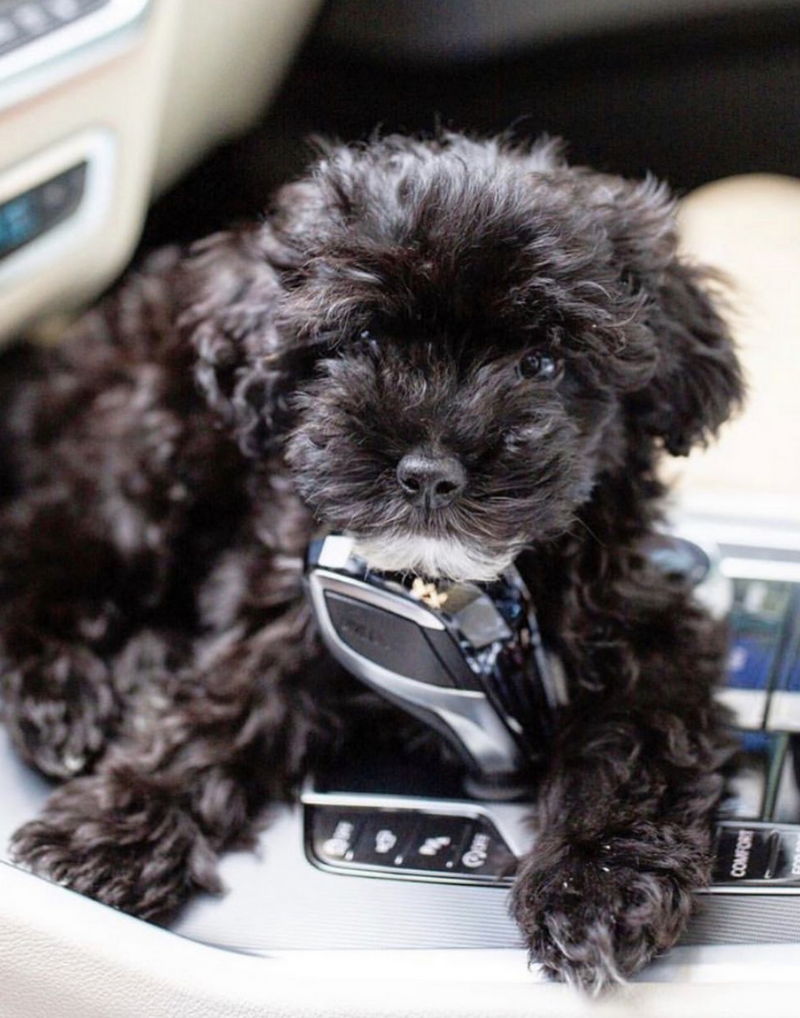 Yorkipoo01