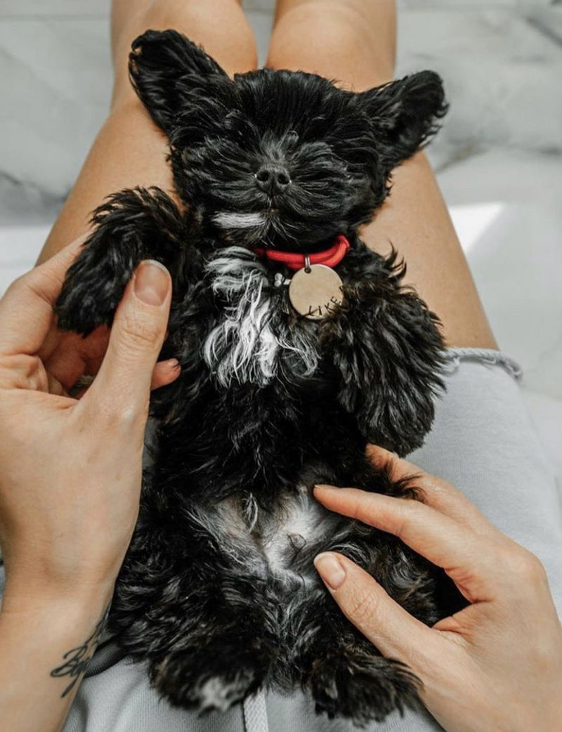 Yorkipoo02
