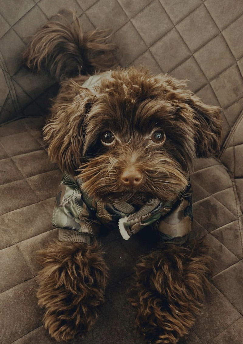 Yorkipoo05