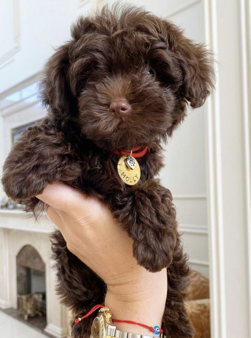 Yorkipoo06