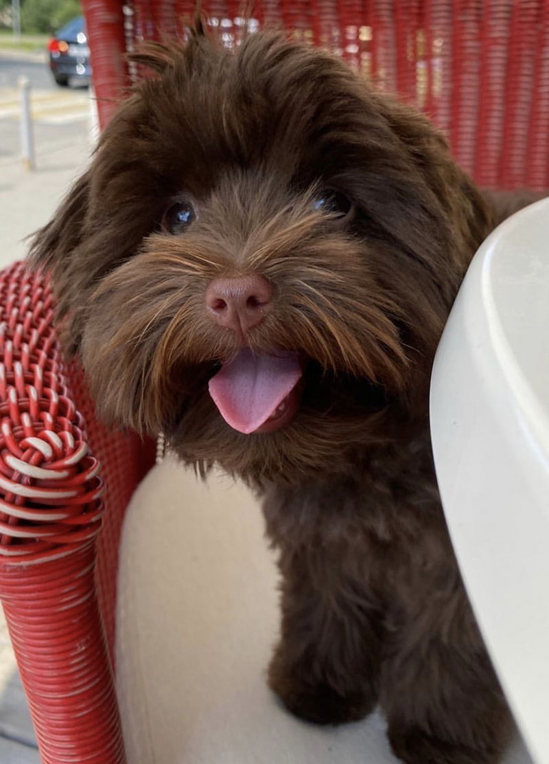 Yorkipoo12
