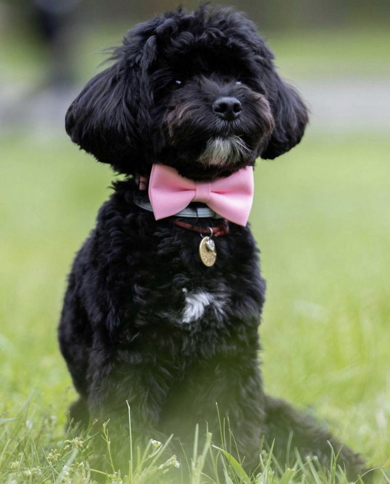 Yorkipoo13