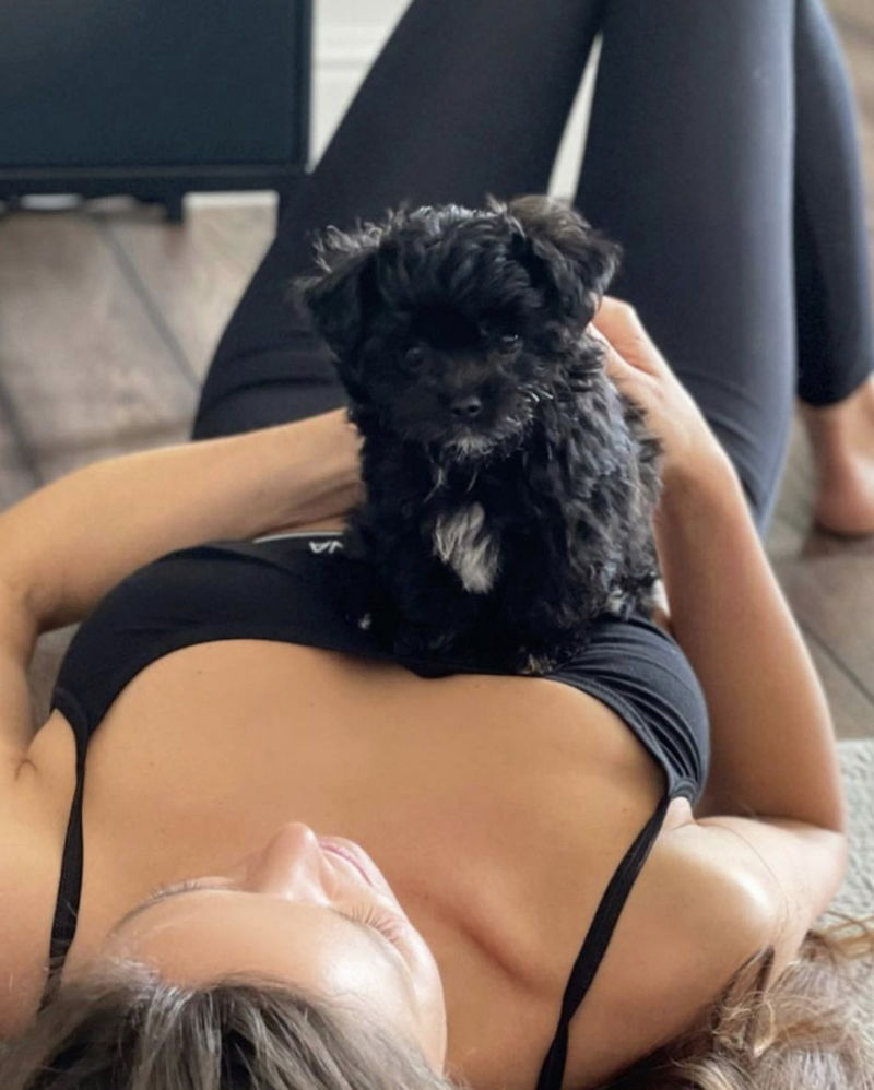 Yorkipoo14