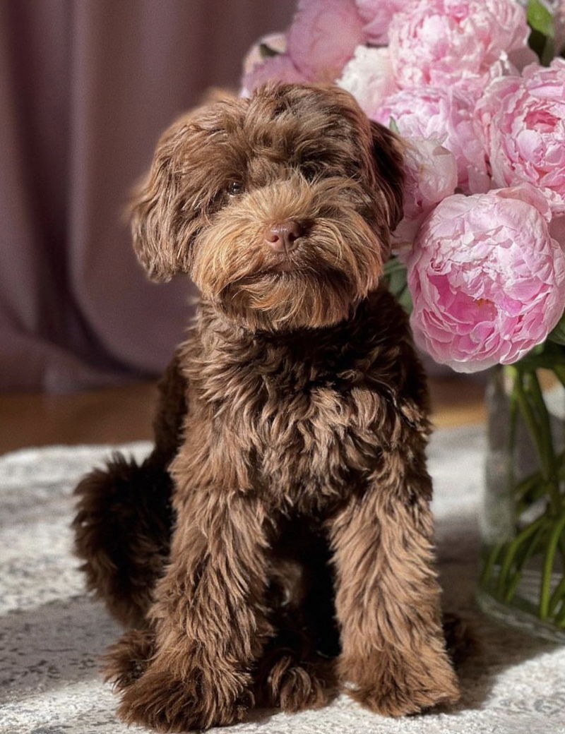Yorkipoo15